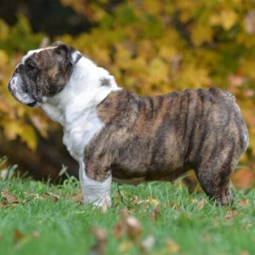 Cachorro Bulldog Inglés con pelaje atigrado (brindle) que mezcla tonos negros y caoba, mostrando arrugas brillantes y ojos oscuros.