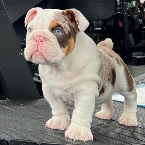 Bulldog Inglés de cuerpo robusto, hombros anchos y patas fuertes, posando sobre fondo claro para resaltar su manto rojo y blanco.