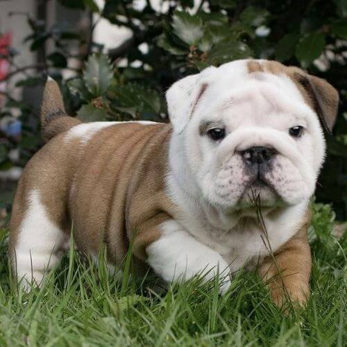 Cachorro Bulldog Inglés de color rojo intenso y blanco, con arrugas definidas y pigmentación oscura en ojos y nariz, calidad AmoraPets.