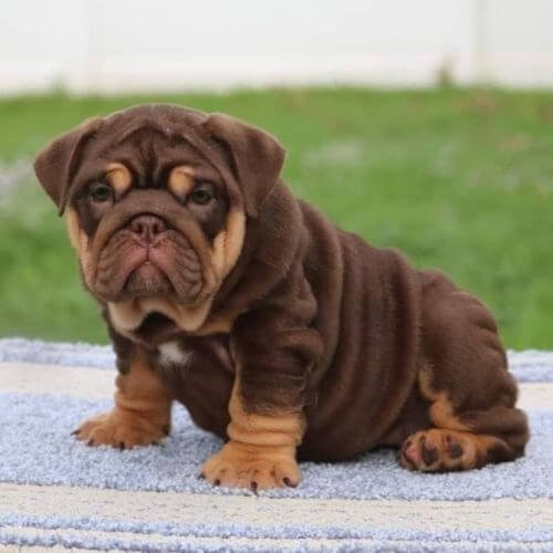 Cachorro Bulldog Inglés color chocolate sólido, con nariz color hígado (liver) y ojos claros color miel, mostrando arrugas expresivas.