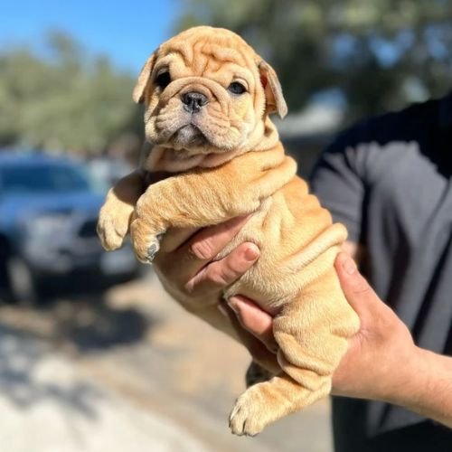 Cachorro Bulldog Inglés color dorado arena (Fawn) con máscara negra bien definida y pecho blanco, expresión dulce y arrugas limpias en AmoraPets.