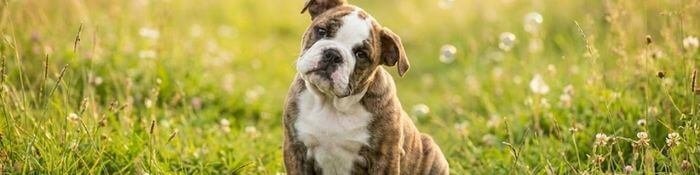 Cachorro Bulldog Inglés con patrón Merle único y ojos claros, posando tranquilamente en medio de un campo de flores silvestres de colores vibrantes.