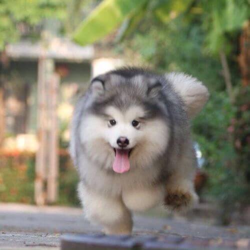 cachorro alaskan malamute manto gris medellin amorapets.