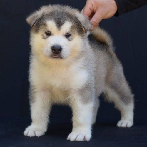 Cachorro Alaskan Malamute sentado mirando a la cámara con expresión dulce.
