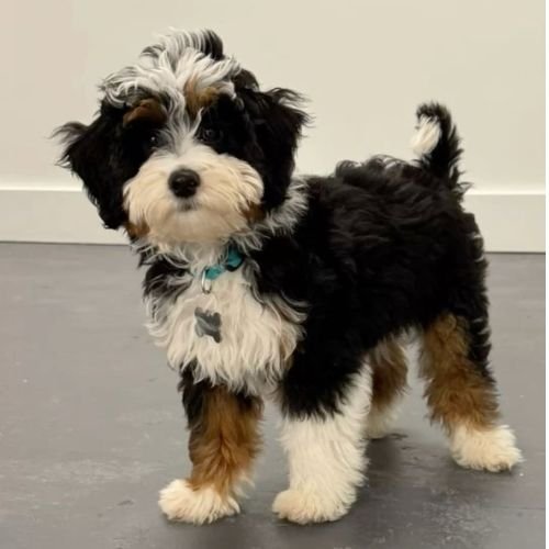 Cachorro Bernedoodle de pelaje ondulado tricolor en el criadero AmoraPets.