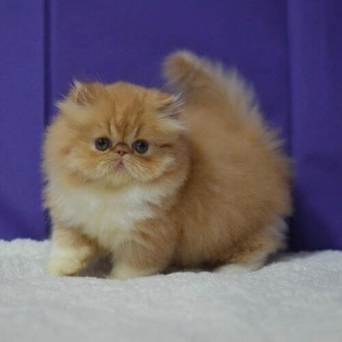 Gatito Persa de pelaje largo y abundante, cara aplanada típica (braquicéfalo) y expresión dulce, representando la calidad de selección felina de AmoraPets en Medellín.