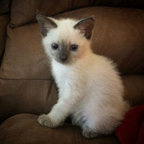 Gatito Siamés con máscara y extremidades oscuras (points) bien definidas y ojos azul profundo, destacando su elegancia y temperamento comunicativo en AmoraPets Medellín.