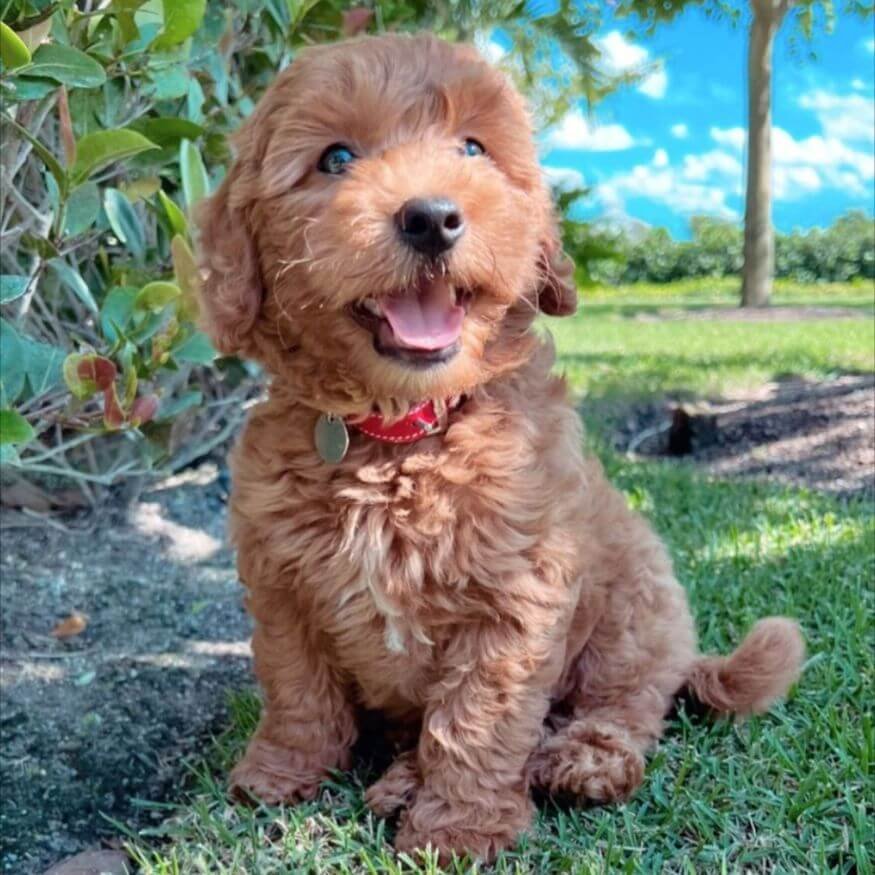 Cachorro Goldendoodle de color dorado suave con pelaje rizado y expresión alegre en AmoraPets