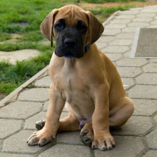 Cachorro Gran Danés leonado con máscara negra característica de la raza