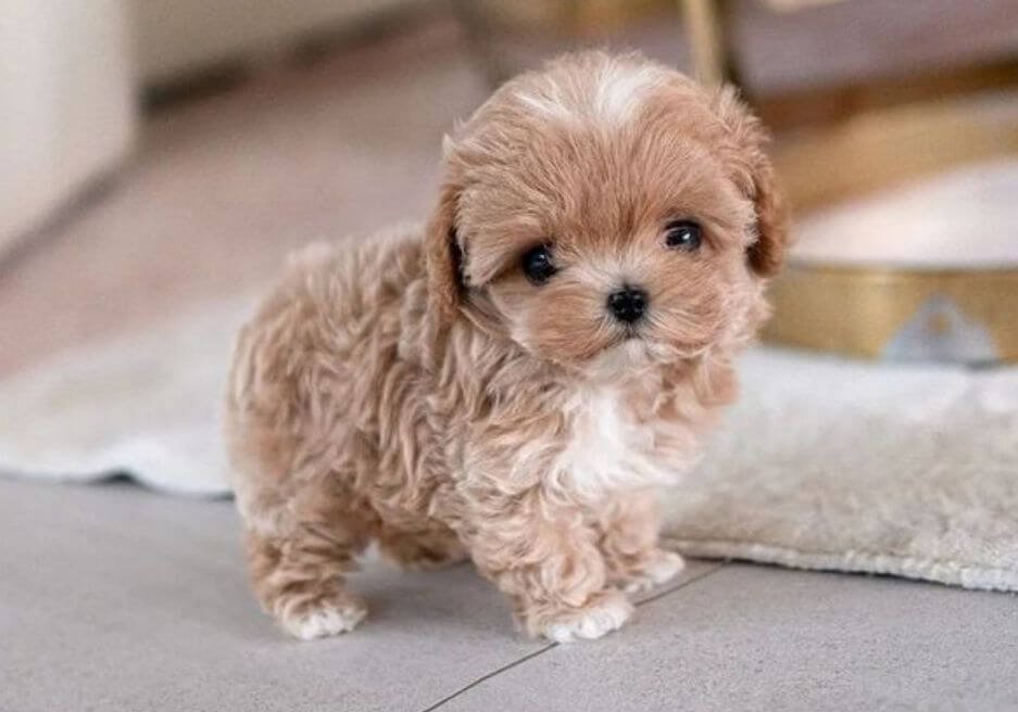 Cachorro Maltipoo tamaño Teacup miniatura en AmoraPets Medellín