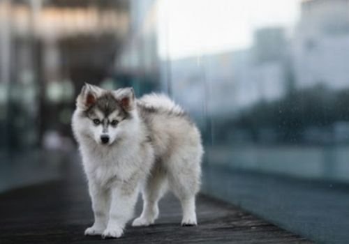 Cachorro Pomsky F1 de primera generación con rasgos de Husky en AmoraPets