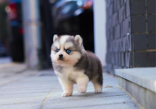 Cachorro Pomsky Mini de tamaño compacto y pelaje abundante en AmoraPets.