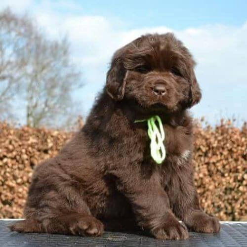 Cachorro de Terranova color chocolate intenso con pelaje denso y ojos expresivos, representando la calidad de selección de nuestra raza gigante en Medellín.