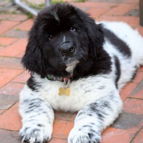 cachorro terranova landseer blanco negro medellin amorapets.