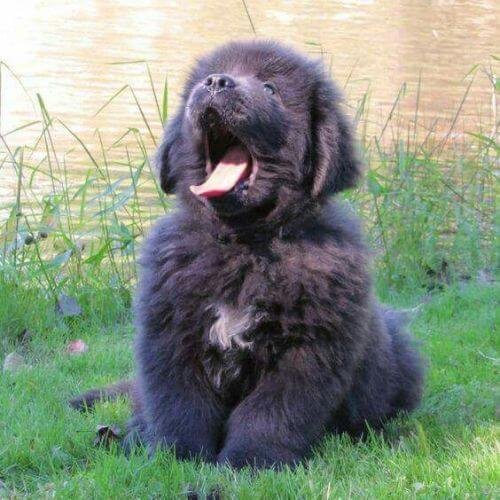 Cachorro Terranova de color negro azabache con abundante pelaje y expresión dulce, ejemplar de alta selección en AmoraPets.
