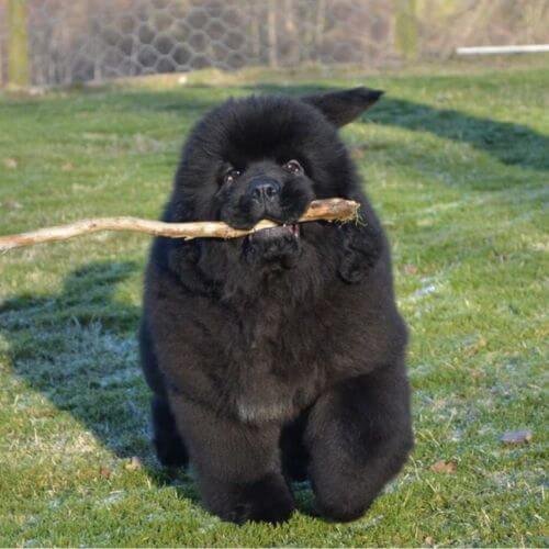 cachorro terranova negro puro medellin amorapets.