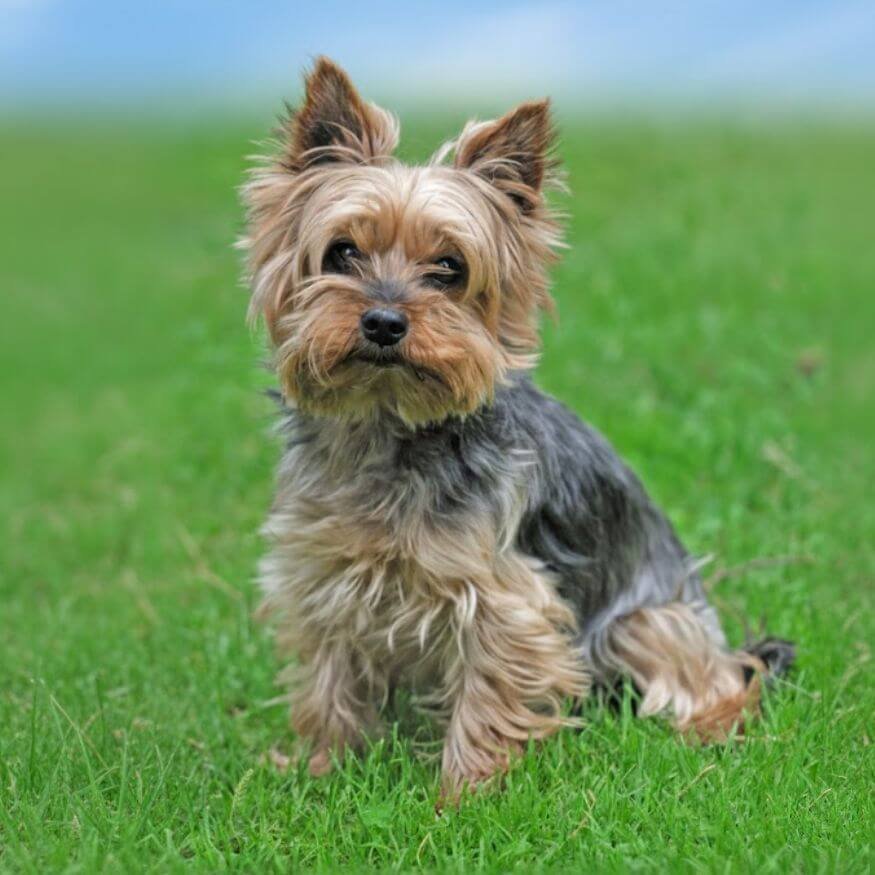 Cachorro Yorkshire Terrier de alta calidad con pelaje sedoso y cara de muñeco en AmoraPets