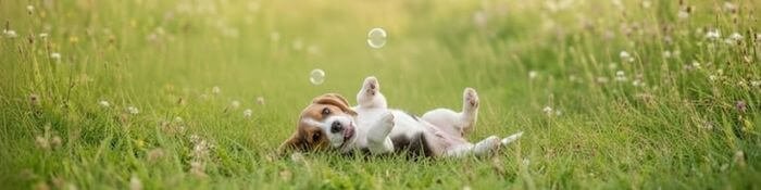 cachorros beagle tricolor raza pura medellin.