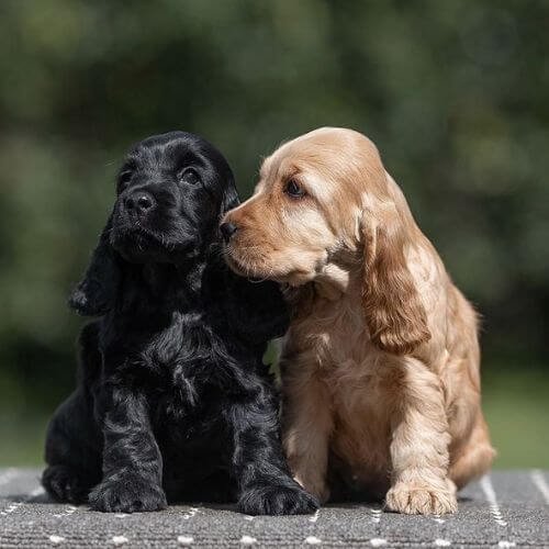 Dos cachorros Cocker Spaniel posando juntos: uno de color dorado (rubio) luminoso y otro totalmente negro sólido, ambos con orejas largas y pelaje sedoso.
