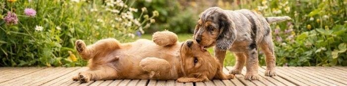 Dos cachorros Cocker Spaniel en un campo de flores bajo luz natural; uno lame cariñosamente la cara del otro, demostrando el temperamento sociable y afectuoso de la raza