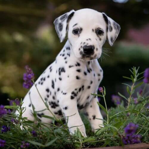 cachorros dalmata colombia venta precio