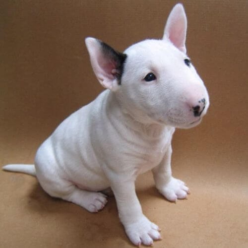 bull terrier venta medellin amorapets.