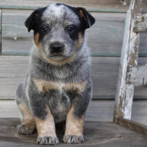 pastor ganadero australiano venta medellin amorapets.