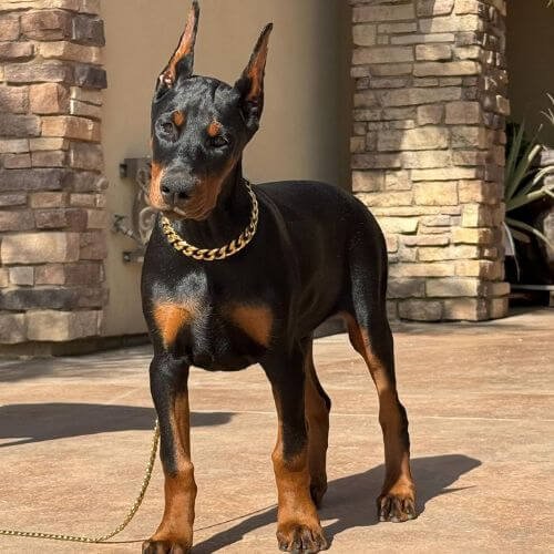 cachorros doberman raza grande colombia