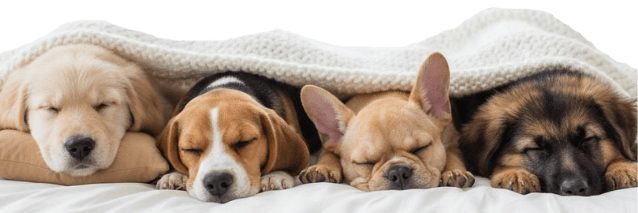 Cachorros de diferentes razas durmiendo juntos bajo una manta, representando el cuidado y amor en Amorapets.