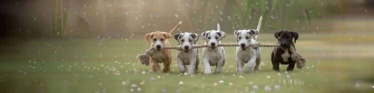 Grupo de cachorros Gran Danés de varios colores corriendo juntos con una cuerda en el césped.