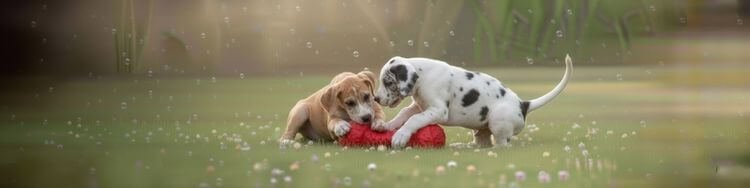 Cachorros de Gran Danés arlequín y leonado jugando con juguete rojo en formato panorámico.