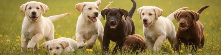 cachorros labrador retriever jugando panoramica
