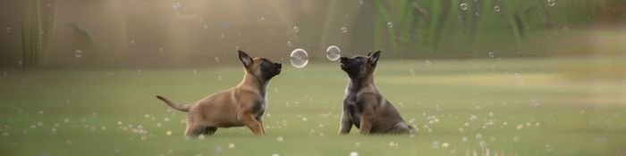 Dos cachorros de Pastor Belga Malinois con máscaras negras simétricas y orejas en proceso de erguirse, mostrando atención y equilibrio en nuestro criadero.