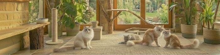 Cachorro Ragdoll blanco con puntas grises disponible en AmoraPets Medellín