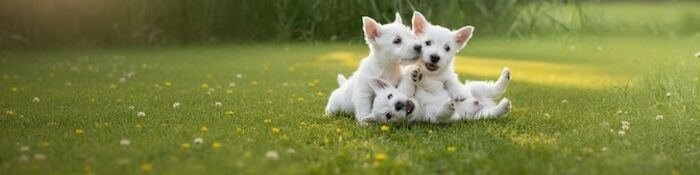 Dos cachorros West Highland White Terrier jugando felices en el césped de AmoraPets