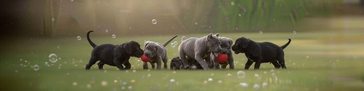 Grupo de cachorros Cane Corso de varios colores como negro y gris plomo en Medellín