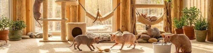 Varios gatos Esfinge (Sphynx) durmiendo amontonados para mantener el calor corporal.