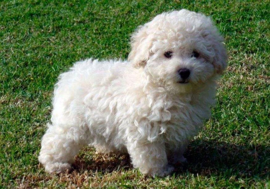 Cachorro Caniche Mini Toy de color champagne posando sobre fondo crema #F6f1e2