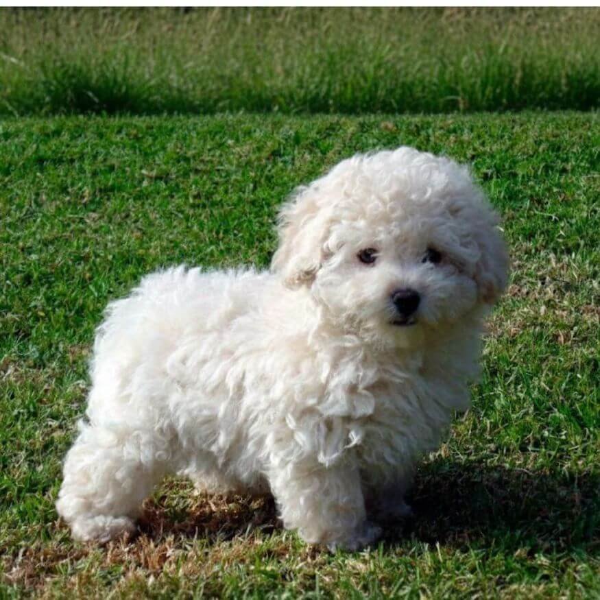 Cachorro Caniche Poodle Micro Toy color rojo intenso y pelo rizado en AmoraPets