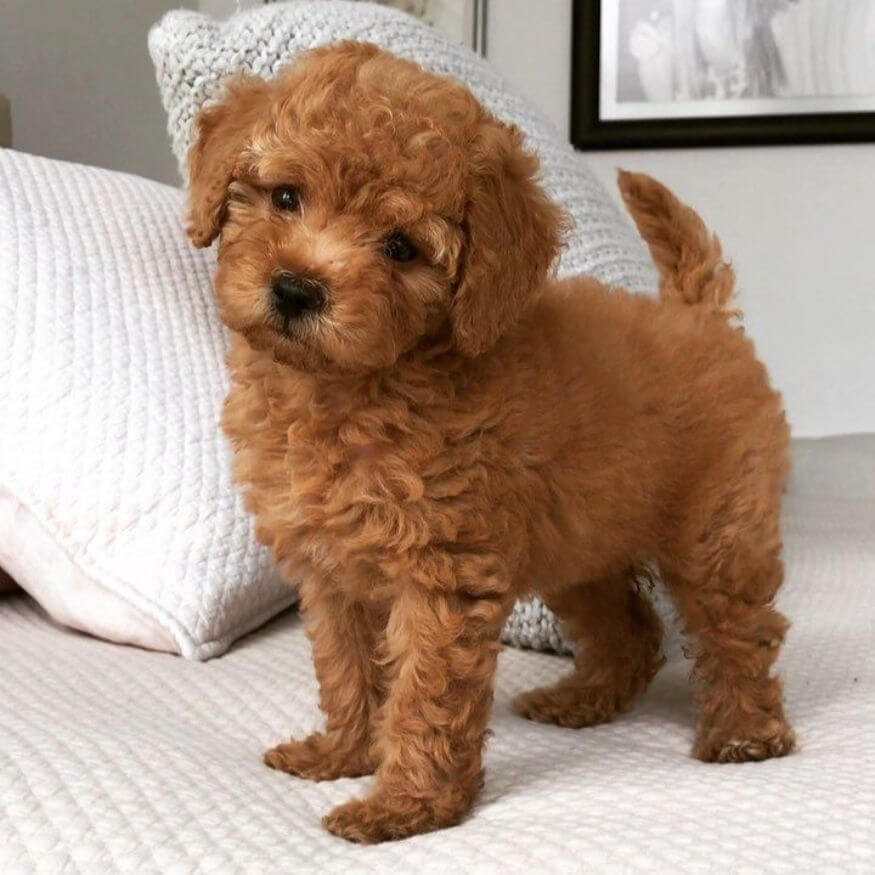 Cachorro Caniche Toy color apricot damasco con pelaje denso y rizado en AmoraPets