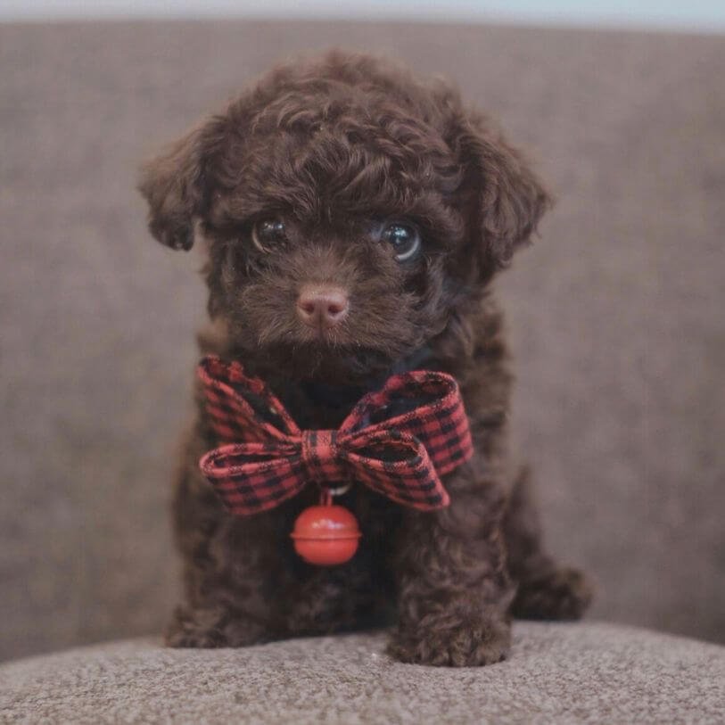 Cachorro Caniche Toy color chocolate oscuro con pelaje rizado sobre fondo crema en AmoraPets