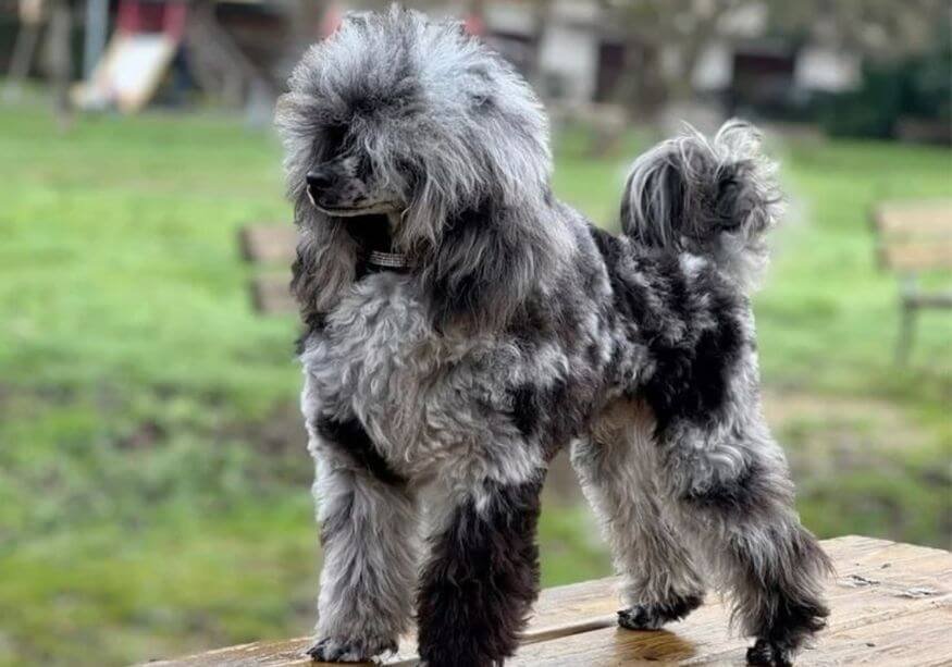 Cachorro Caniche Toy de color exótico con patrón de pelaje único en AmoraPets