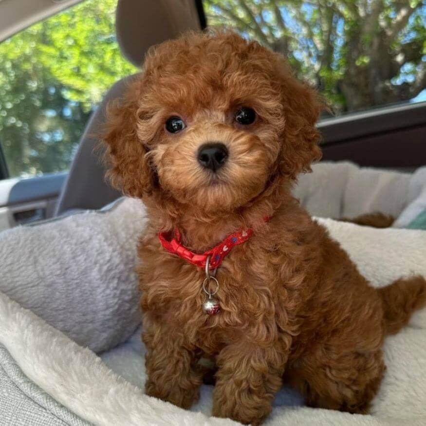 achorro Caniche Toy de color sólido con pelaje rizado y brillante en AmoraPets