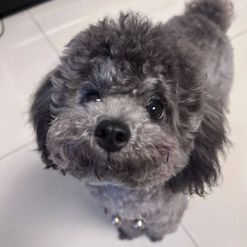 Cachorro Caniche Toy color gris silver con pelaje brillante en AmoraPets Medellín