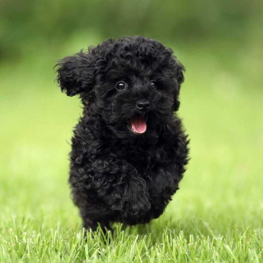 Cachorro Caniche Toy color negro sólido con pelaje brillante y rizos definidos en AmoraPets