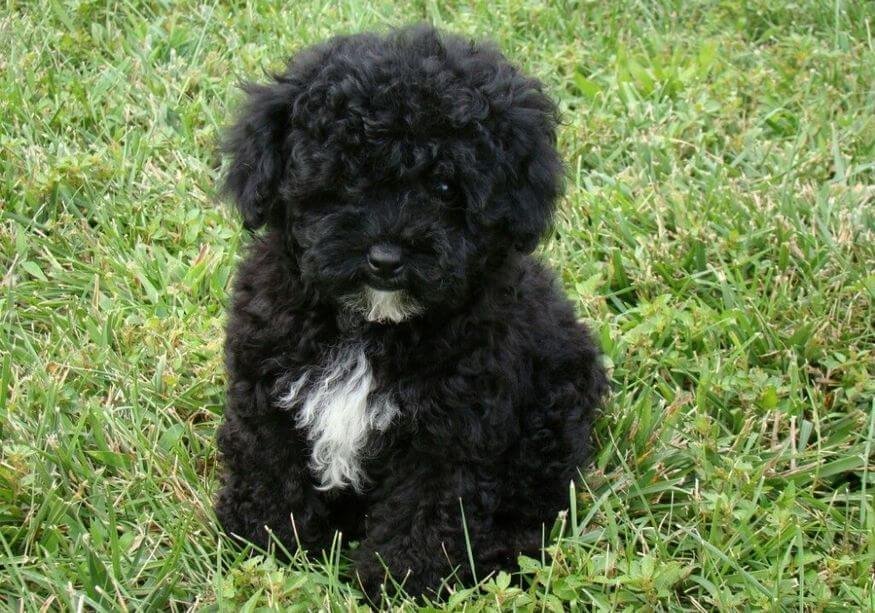 Cachorro Caniche Toy de color negro brillante con corte de pelo elegante en AmoraPets