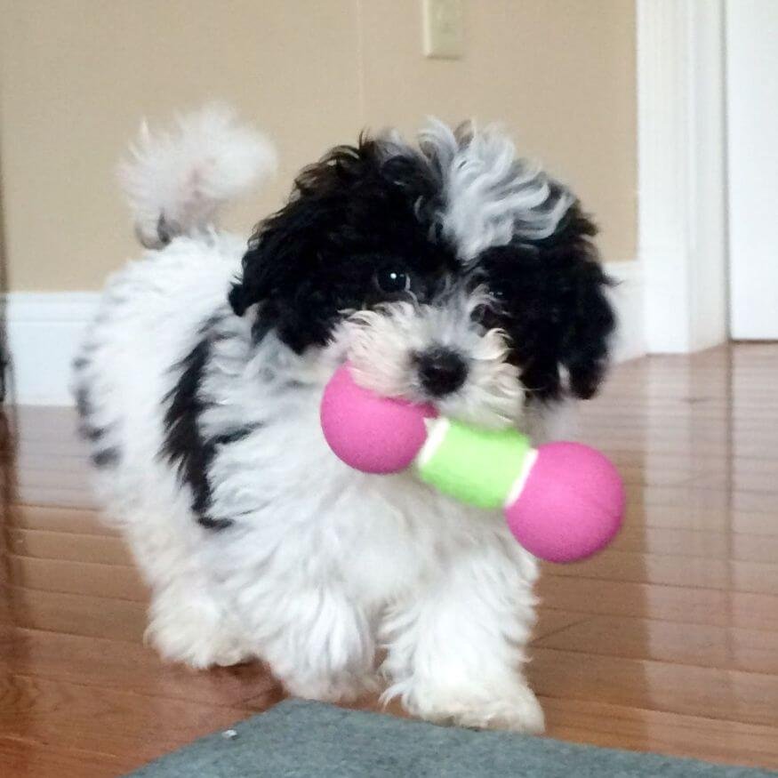 Cachorro Caniche Toy Parti Color blanco con manchas negras simétricas en AmoraPets