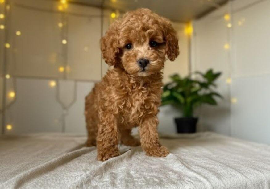 Cachorro Caniche Toy de color rojo intenso con pelaje rizado premium en AmoraPets