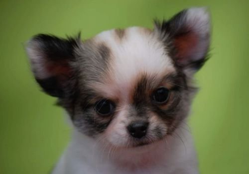 Cachorro Chihuahua tipo cabeza de manzana con ojos expresivos y frente redondeada en AmoraPets