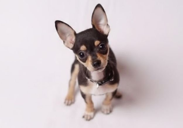 Cachorro Chihuahua cabeza de venado con orejas erguidas y silueta elegante en AmoraPets